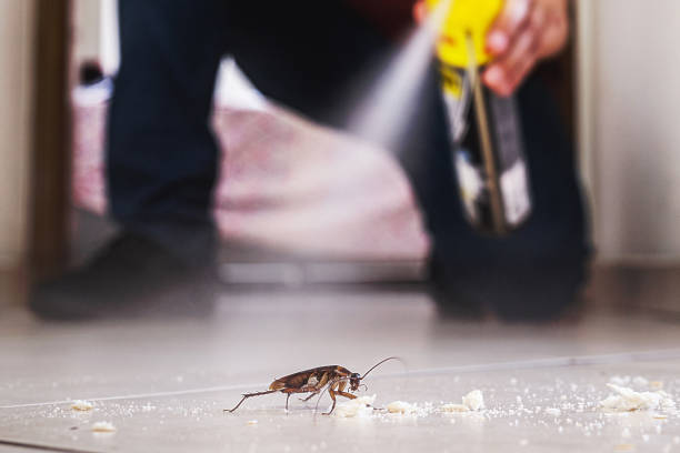 Best Affordable Pest Control Services  in Des Plaines, IL