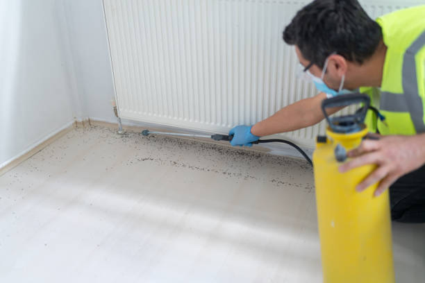 Best Termite Control Services  in Des Plaines, IL