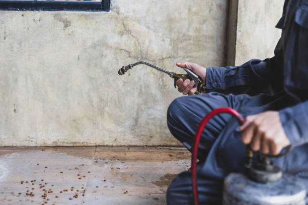 Best Wasp Removal Services  in Des Plaines, IL